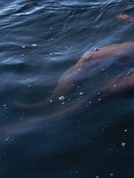 legs of swimmer underwater in river, artistic photography, personal project 